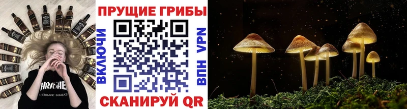 Купить Козловка Галлюциногенные грибы MAGIC MUSHROOMS